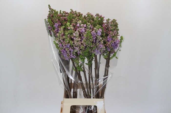 <h4>Syringa vulgaris 'Michel Buchner'</h4>