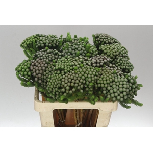 Kaaps Brunia Albiflora Xl