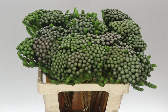 <h4>Kaaps Brunia Albiflora Xl</h4>