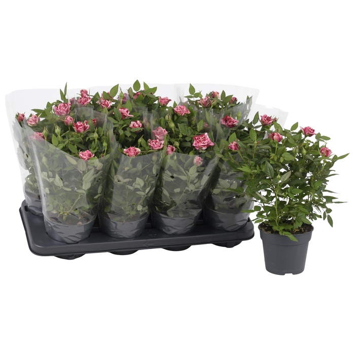 <h4>Nolina Special Roses Ø 13 cm Ganna Blanco sleeve</h4>