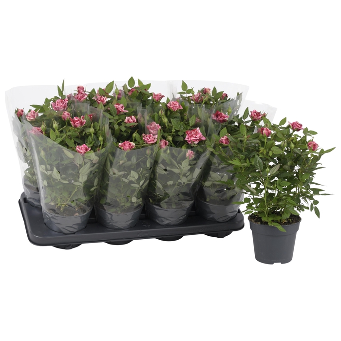 <h4>Nolina Special Roses Ø 13 cm Ganna Blanco sleeve</h4>