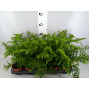 Araucaria heterophylla