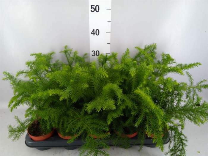 <h4>Araucaria heterophylla</h4>