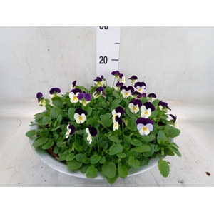 Viola corn. 'Evo Mini White Purple'