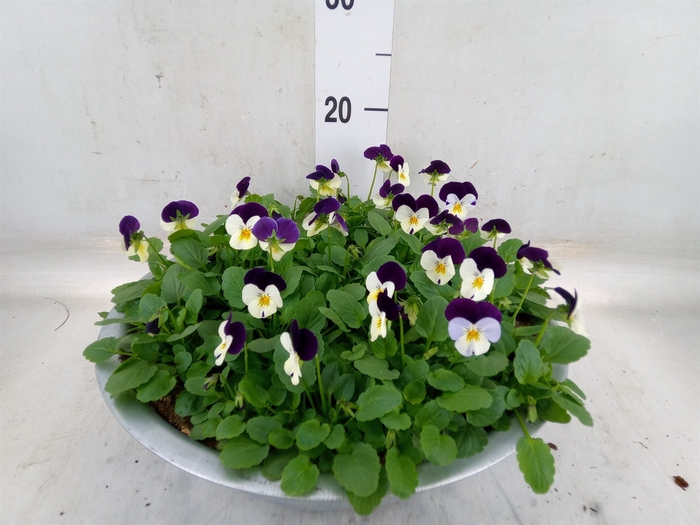 <h4>Viola corn. 'Evo Mini White Purple'</h4>