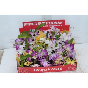 DENDROBIUM MINI P11