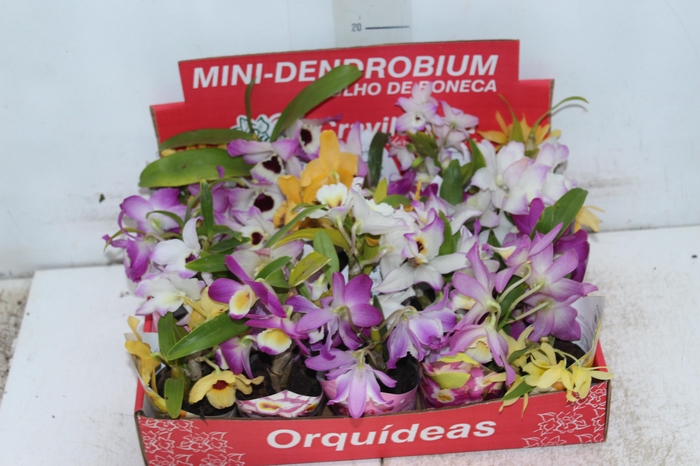 DENDROBIUM MINI P11