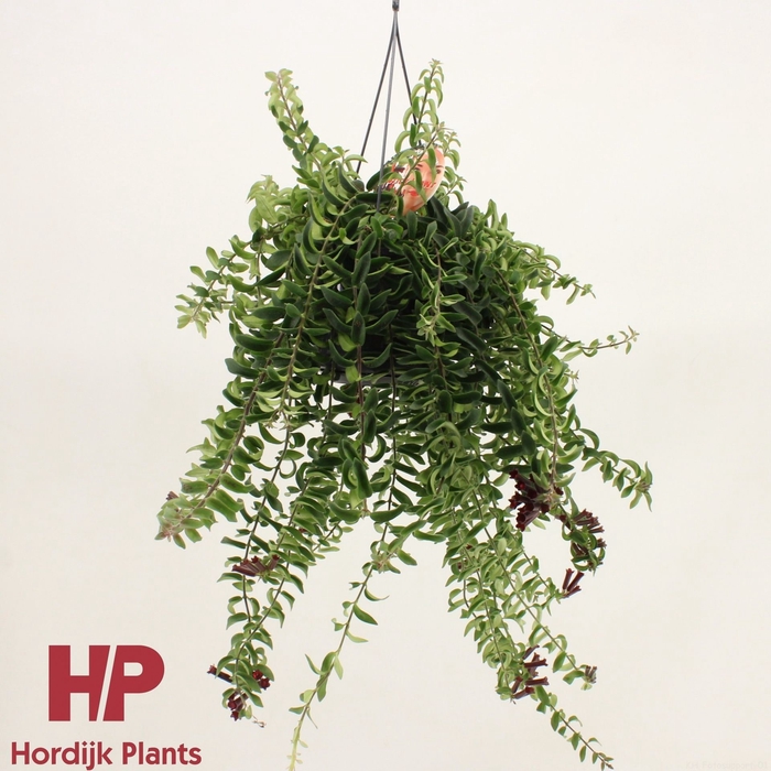 <h4>Aeschynanthus Twister</h4>