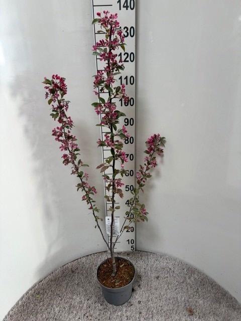 <h4>MALUS PROFUSION</h4>