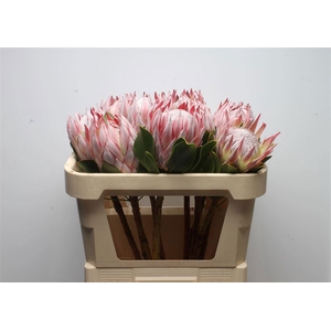 PROTEA CYNAROIDES