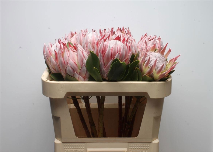 <h4>PROTEA CYNAROIDES</h4>