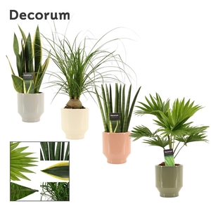 Groenmix 12 cm in Pato (Deco-collection))