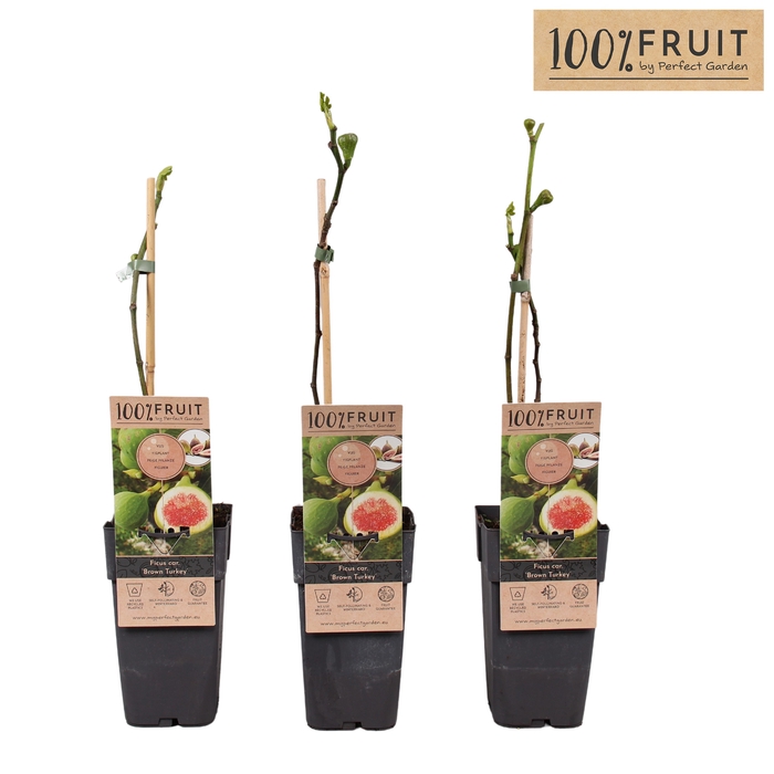<h4>Ficus Carica Brown Turkey P15 - 100%FRUIT</h4>
