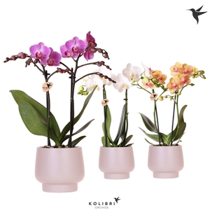 Kolibri Orchids Phalaenopsis mix 2 spike in Scandic pot taupe