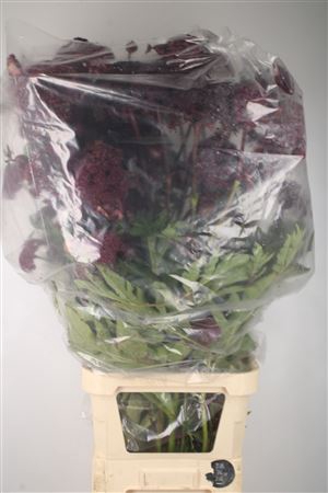 <h4>Angelica Gigas</h4>