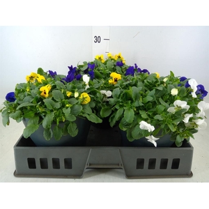 Viola corn. 'Endurio'   ...mix