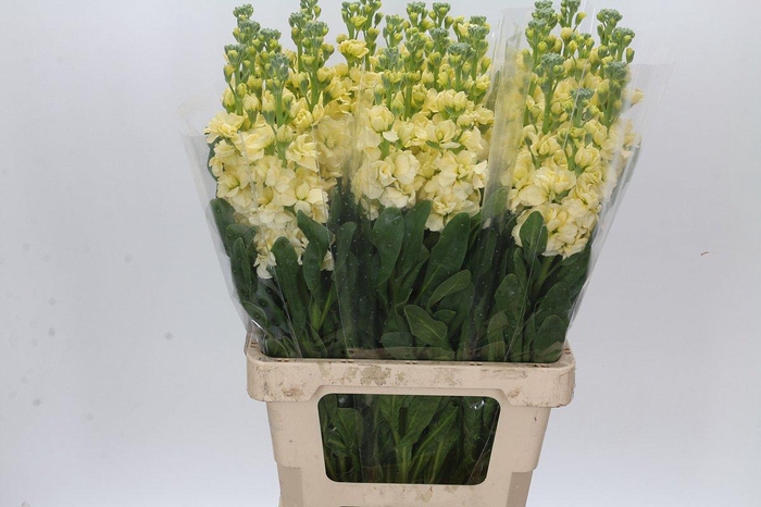 Matthiola Iron Yellow