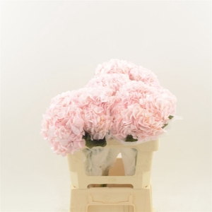 Hydrangea Pink