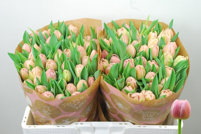 <h4>TU DU DAPHNE</h4>