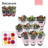 Kalanchoe Decorum TENDER - Serenity mix