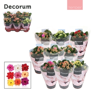 Kalanchoe Decorum TENDER - Serenity mix