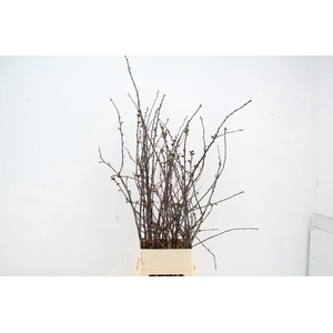 KERSENBLOESEM GROF PER STEM 140/150CM