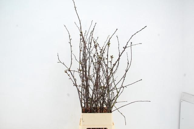 <h4>KERSENBLOESEM GROF PER STEM 140/150CM</h4>