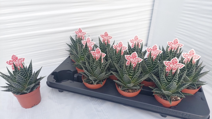 <h4>ALOE TIKI TAHI</h4>