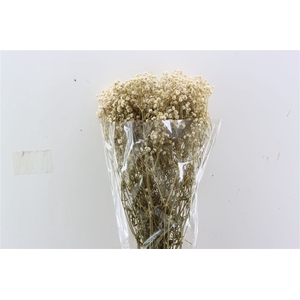 Pres Gyps Bq Bleached Bunch Slv 240gr