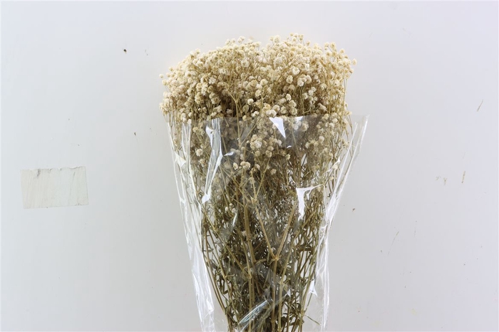 <h4>Pres Gyps Bq Bleached Bunch Slv 240gr</h4>