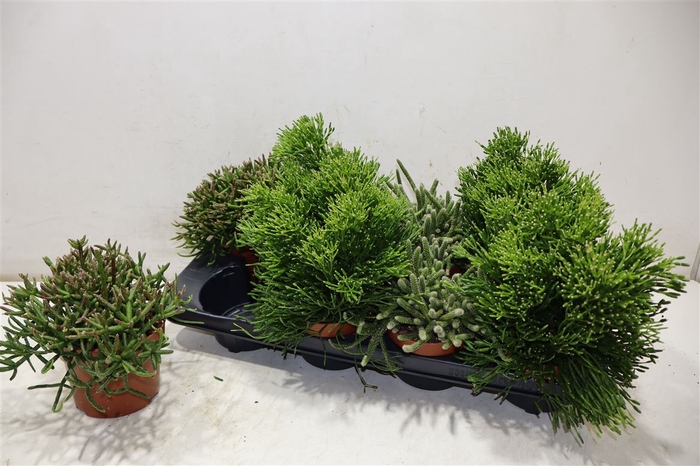 <h4>Rhipsalis Gem</h4>