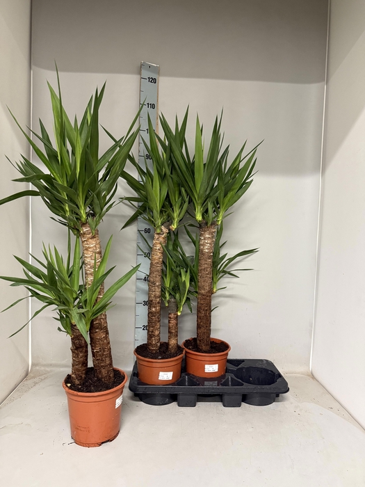 <h4>YUC ELEPHANTIPES</h4>