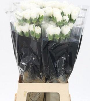 <h4>DI ST MOONLIGHT</h4>