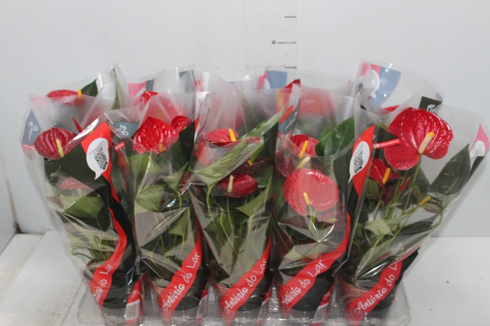 <h4>ANTHURIUM RED SUCCESS P12</h4>