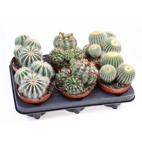 <h4>Notocactus mix</h4>