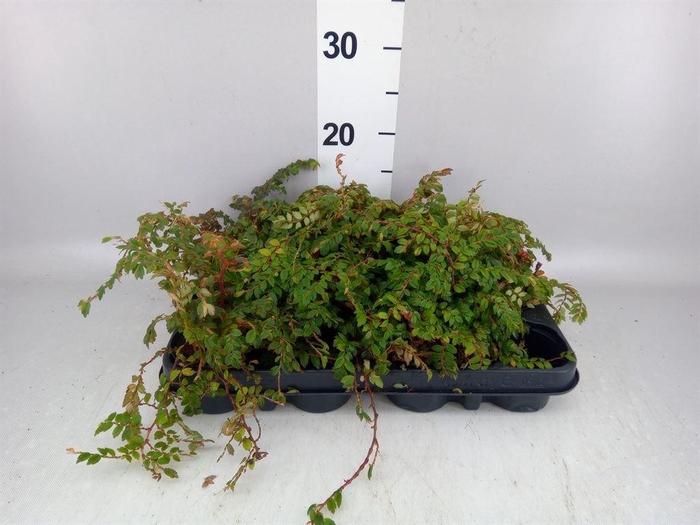 <h4>Begonia   ...</h4>