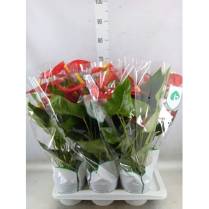 Anthurium andr. 'Dakota'