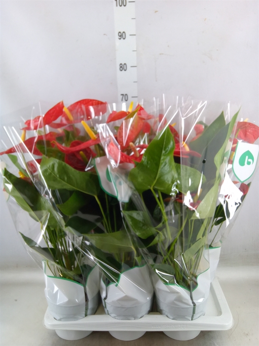 <h4>Anthurium andr. 'Dakota'</h4>