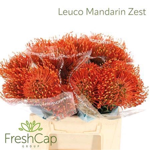Leuco Mandarin Zest