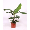 Musa Dwarf Cavendish