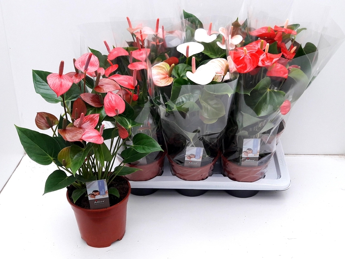 <h4>ANTHU AN GEM 4 KL</h4>