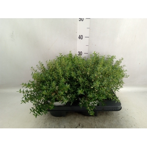 Myrtus communis