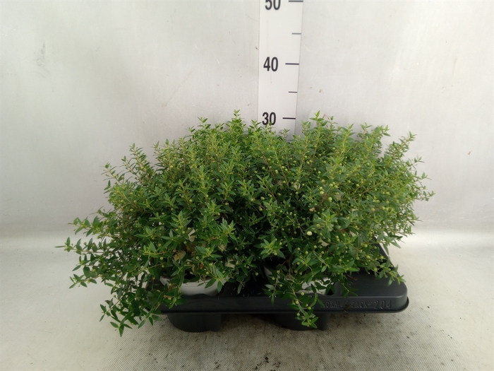 Myrtus communis