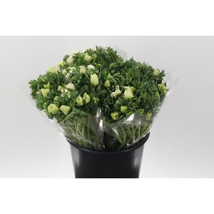 An Galilee White 45cm