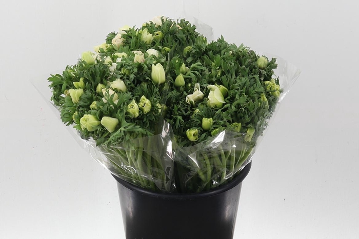 <h4>An Galilee White 45cm</h4>