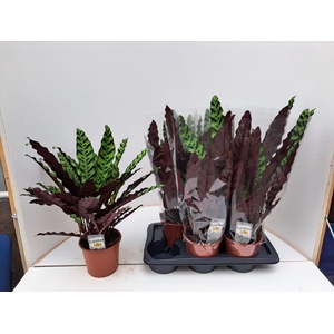 CALAT LANCIFOLIA