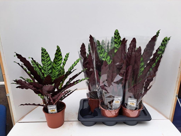 <h4>CALAT LANCIFOLIA</h4>