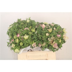 Anemone Mistral Light Pink