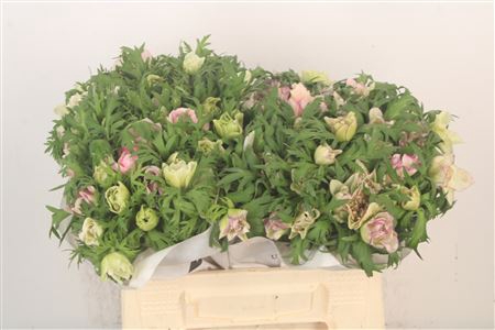 <h4>Anemone Mistral Light Pink</h4>