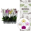 Phalaenopsis gemengd